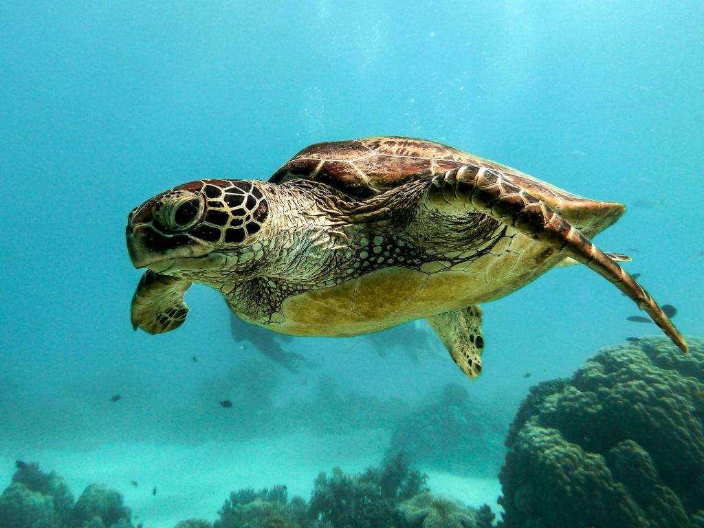 Great Spots You Can View Turtles In North Shore Oahu