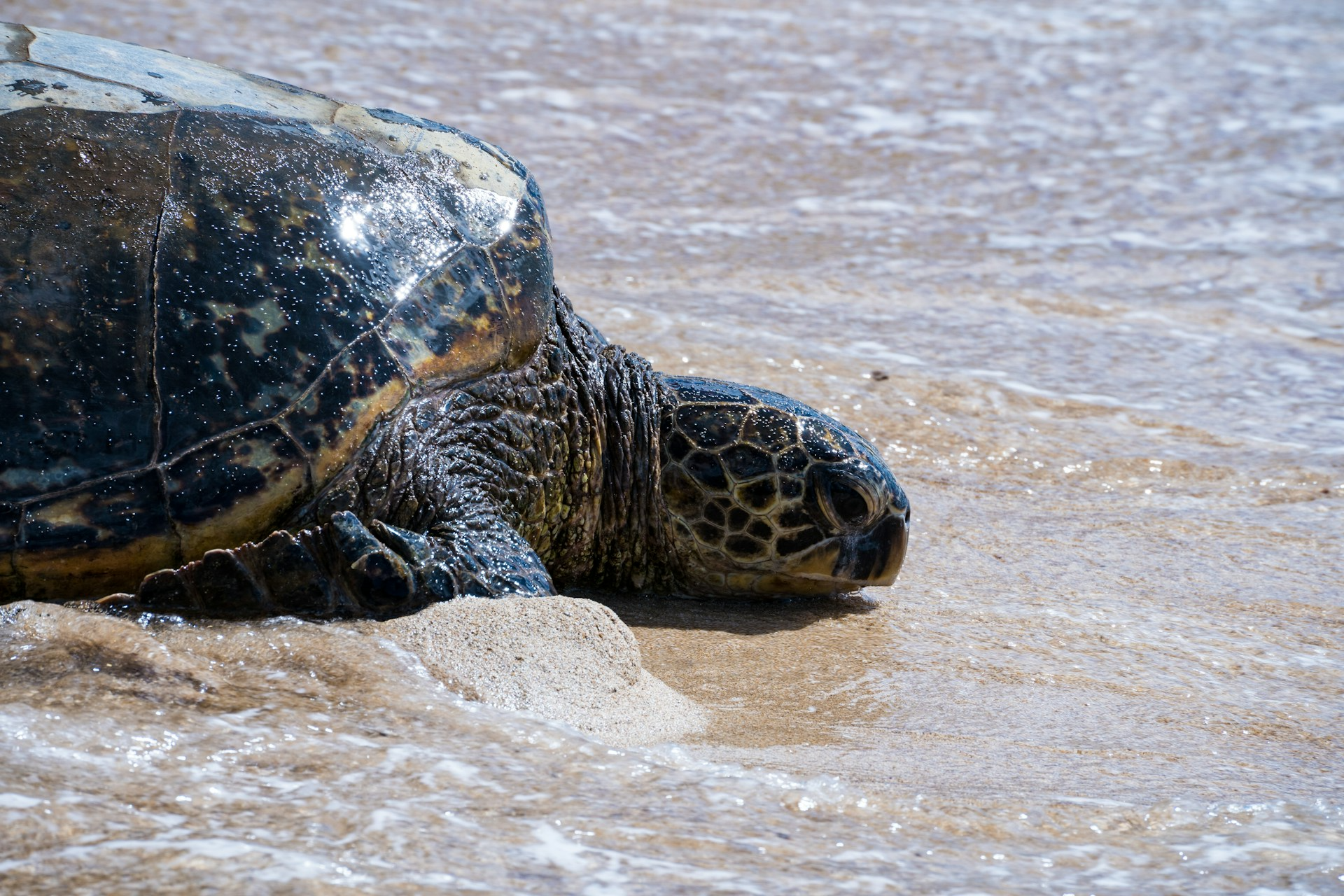 Best Beaches To Spot Sea Turtles